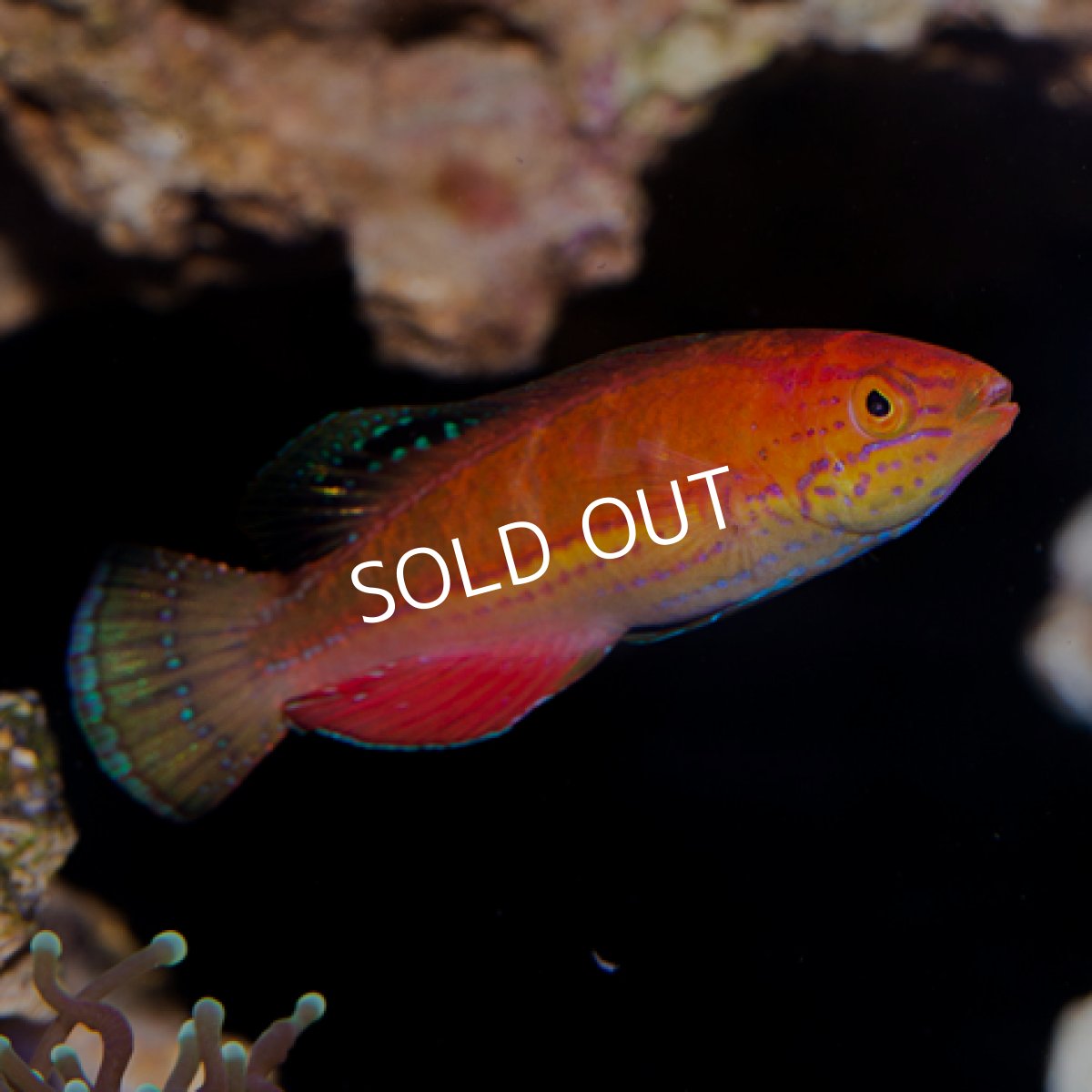 画像2: クレナイイトヒキベラ　ペア (2)