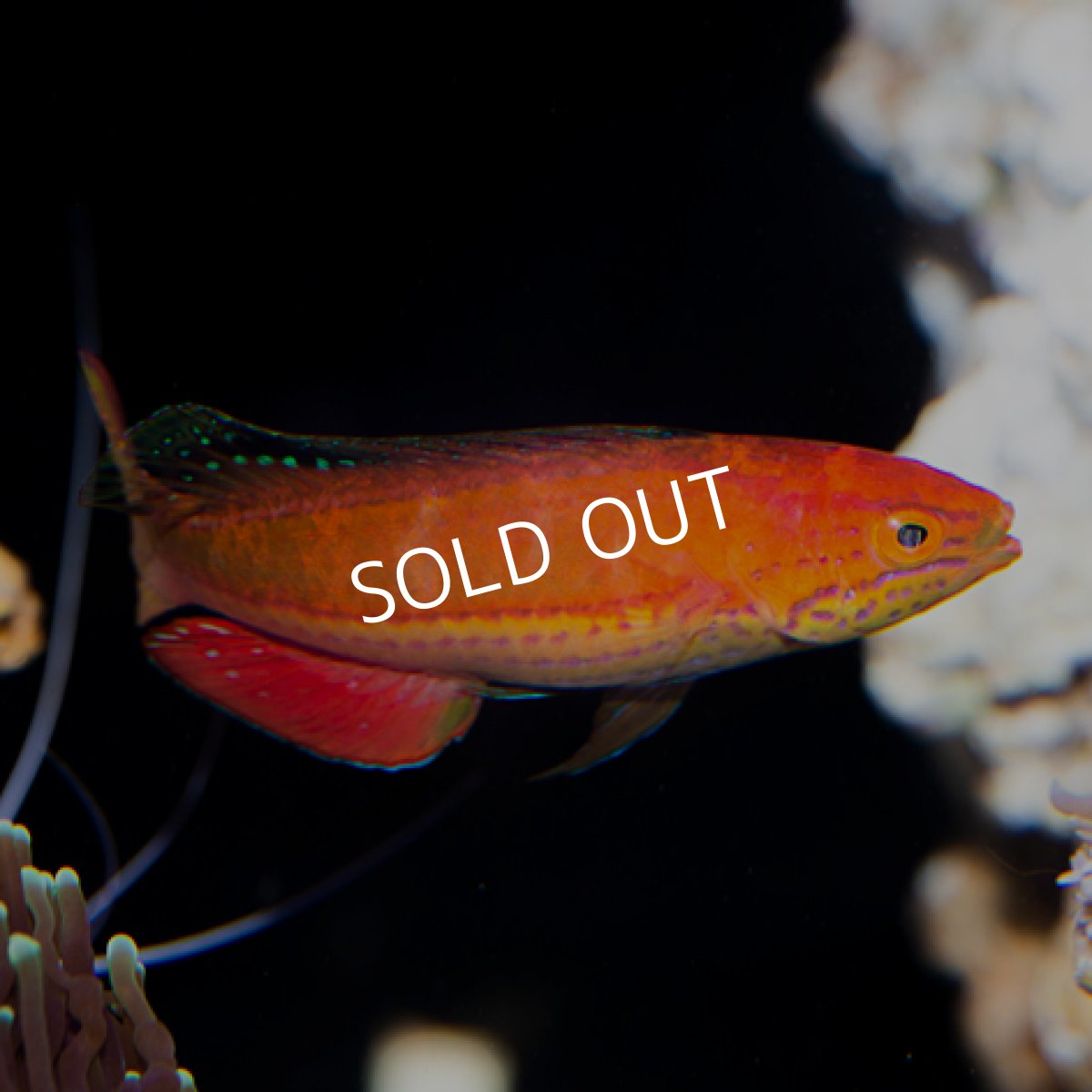 画像4: クレナイイトヒキベラ　ペア (4)