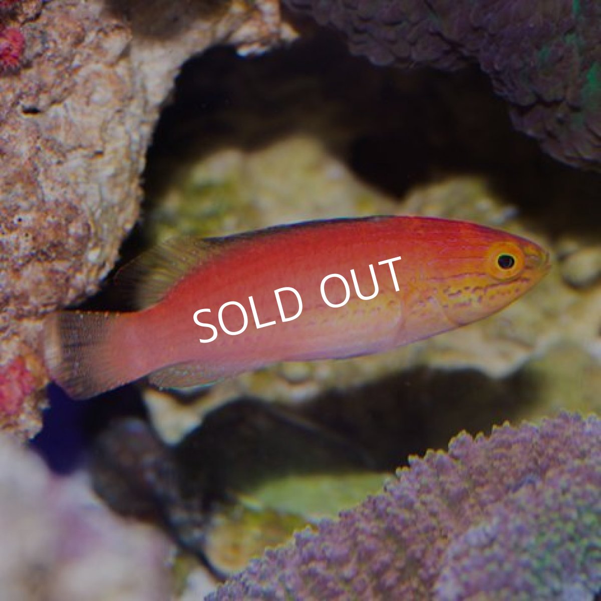 画像6: クレナイイトヒキベラ　ペア (6)