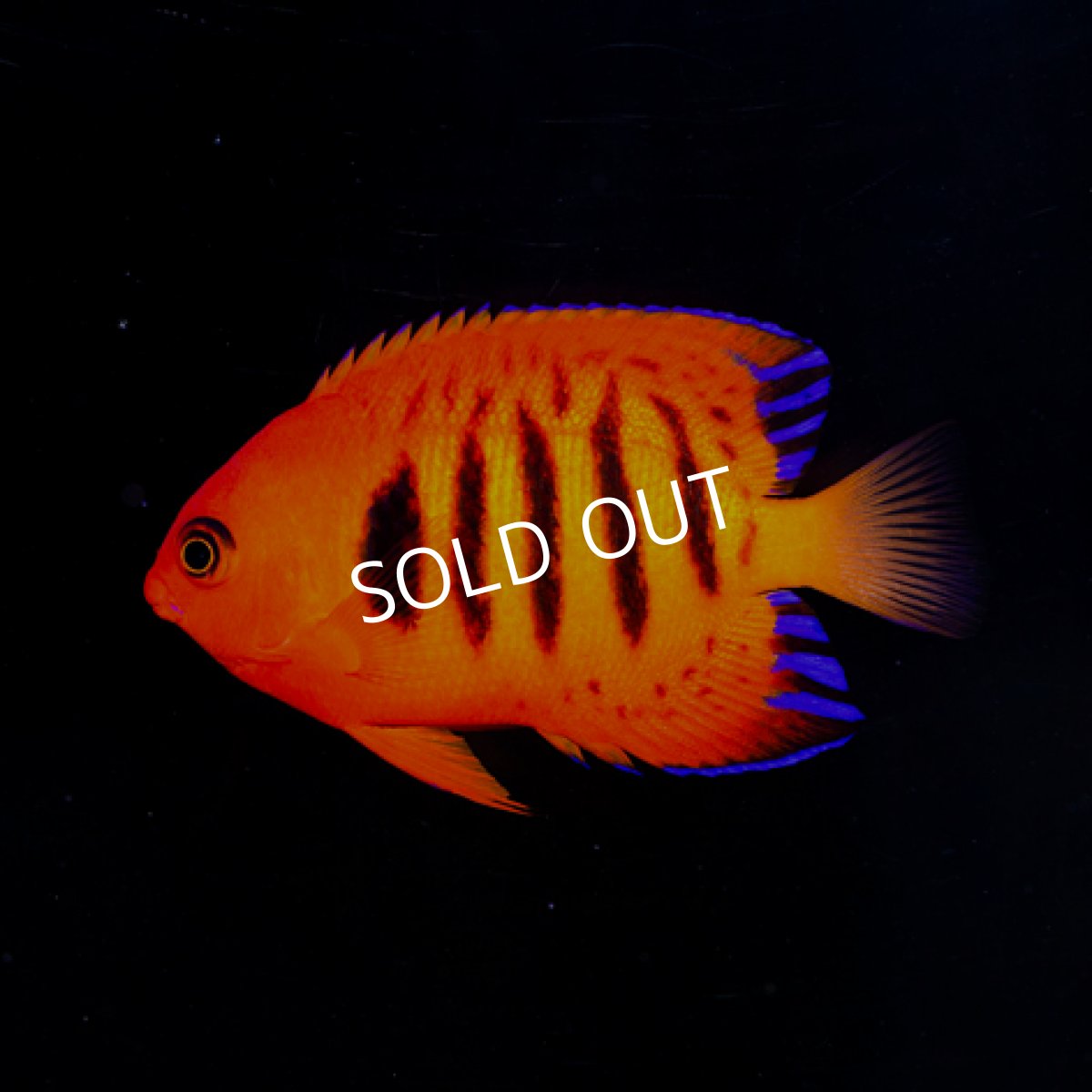 画像2: フレームエンゼル (2)