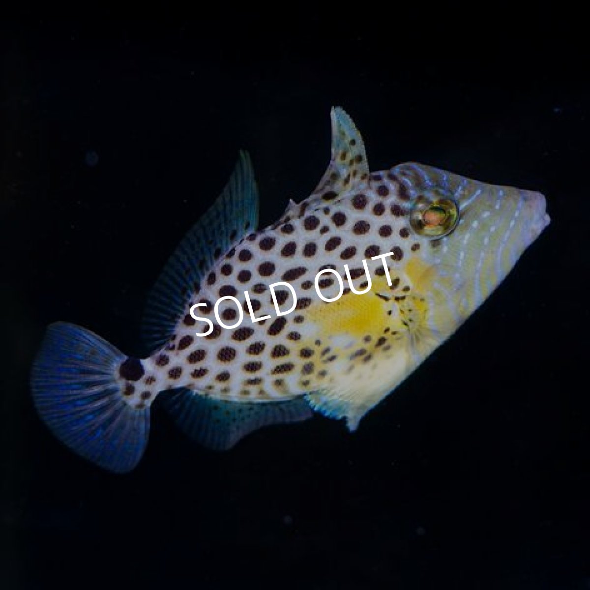 画像2: ブルースポッテッドトリガーフィッシュ　ガーナ (2)