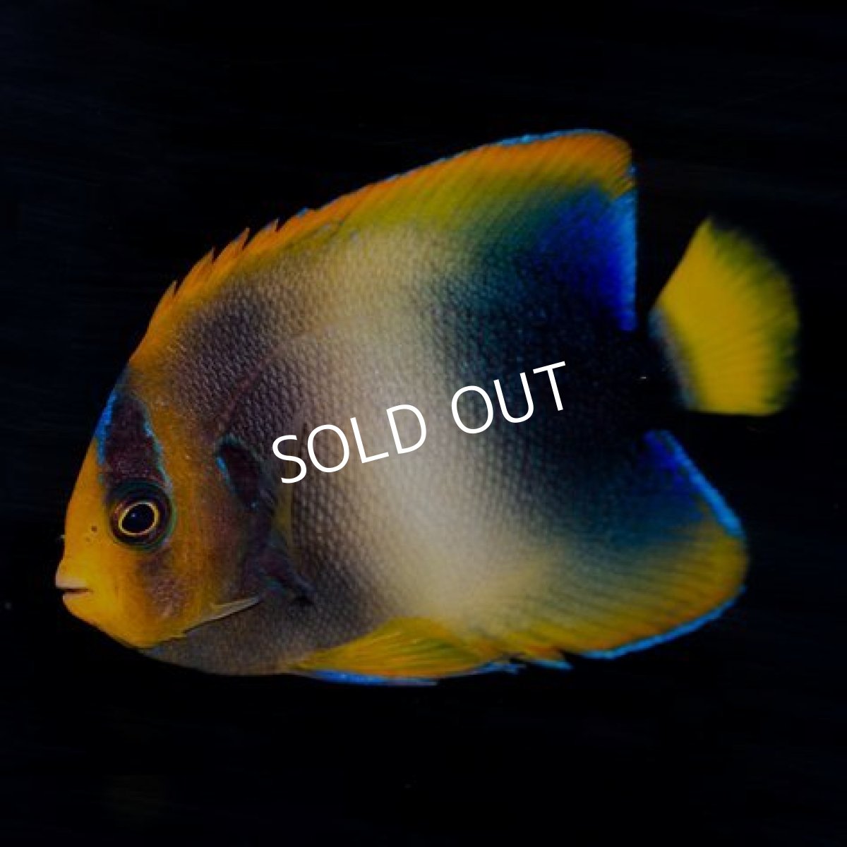 画像2: ウエストアフリカンエンゼル セミブルー (2)