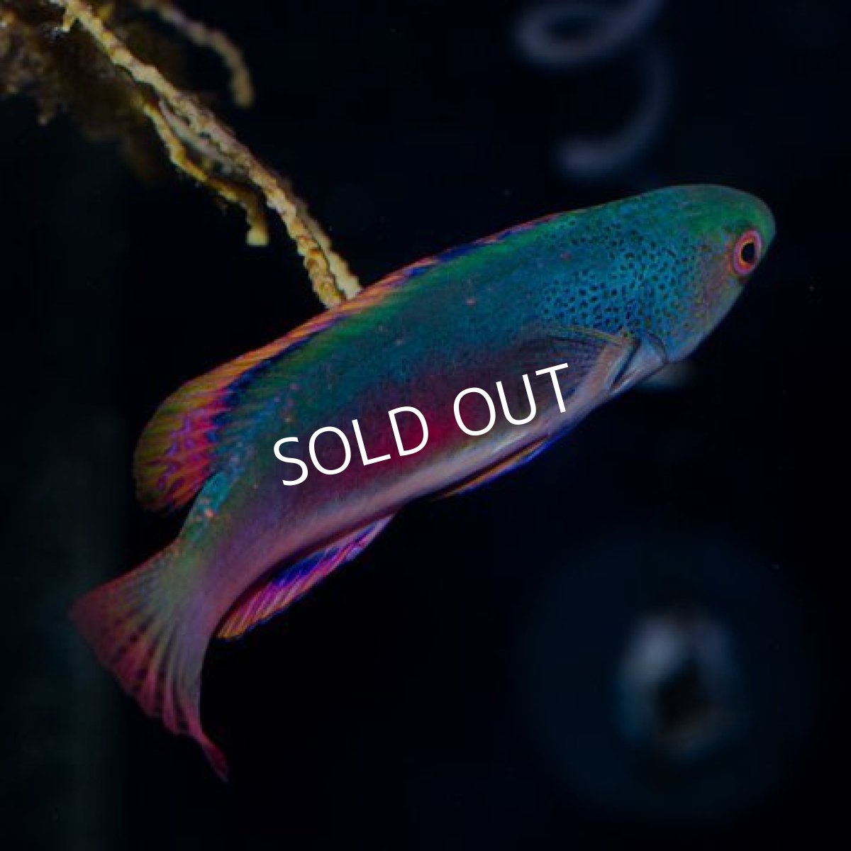 画像3: スコットラス フィジー (3)