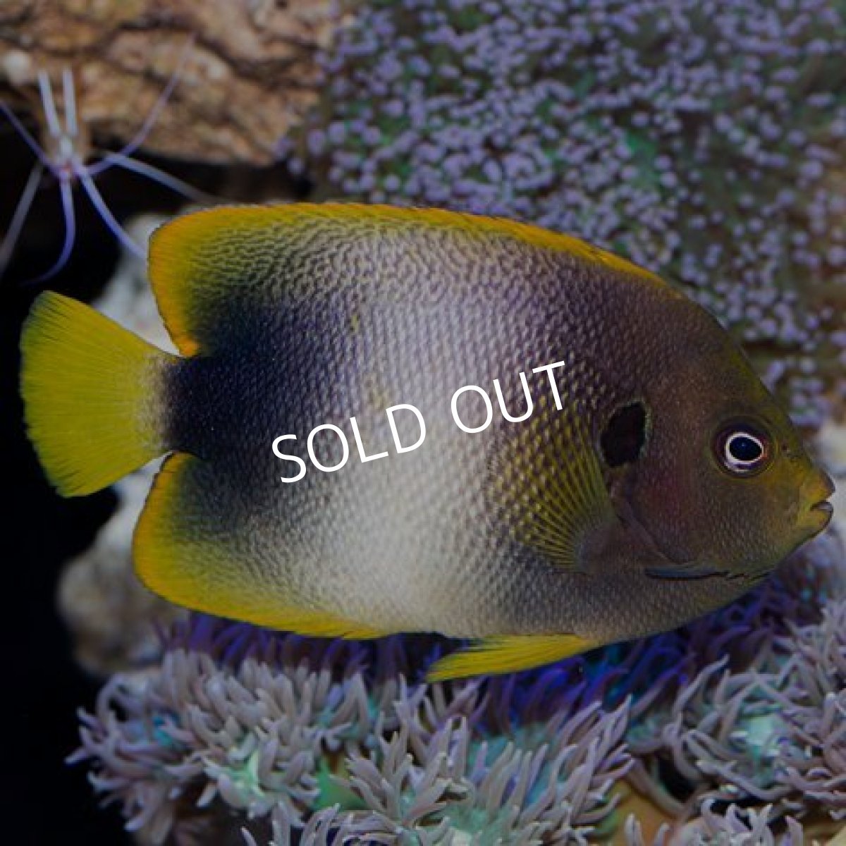 画像2: ウエストアフリカンエンゼル (2)