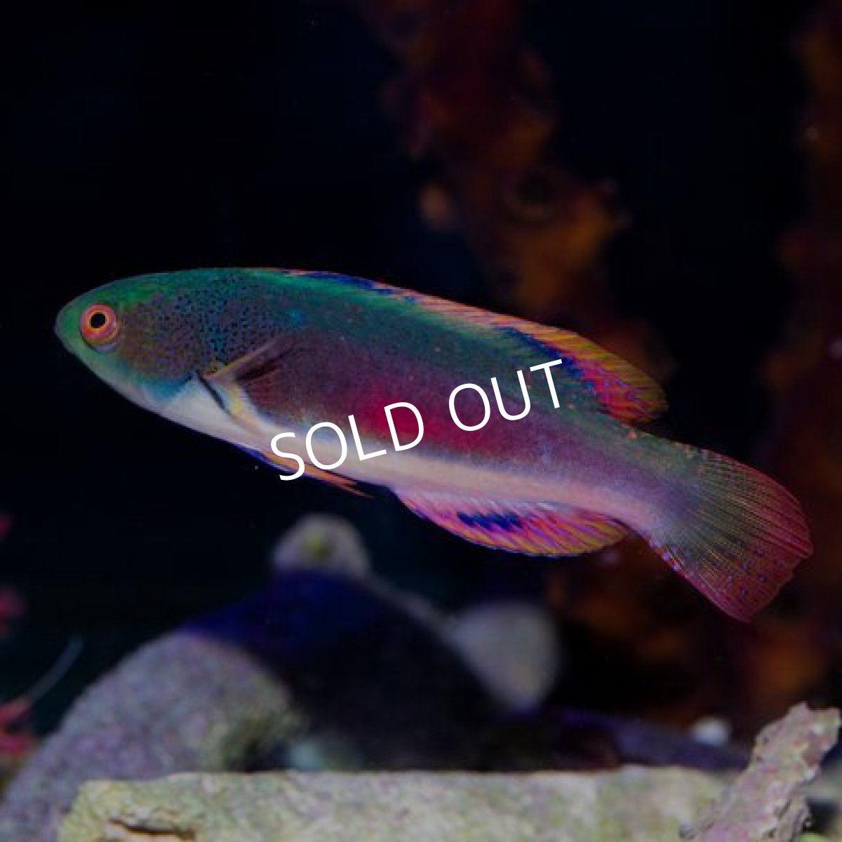 画像2: スコットラス フィジー (2)