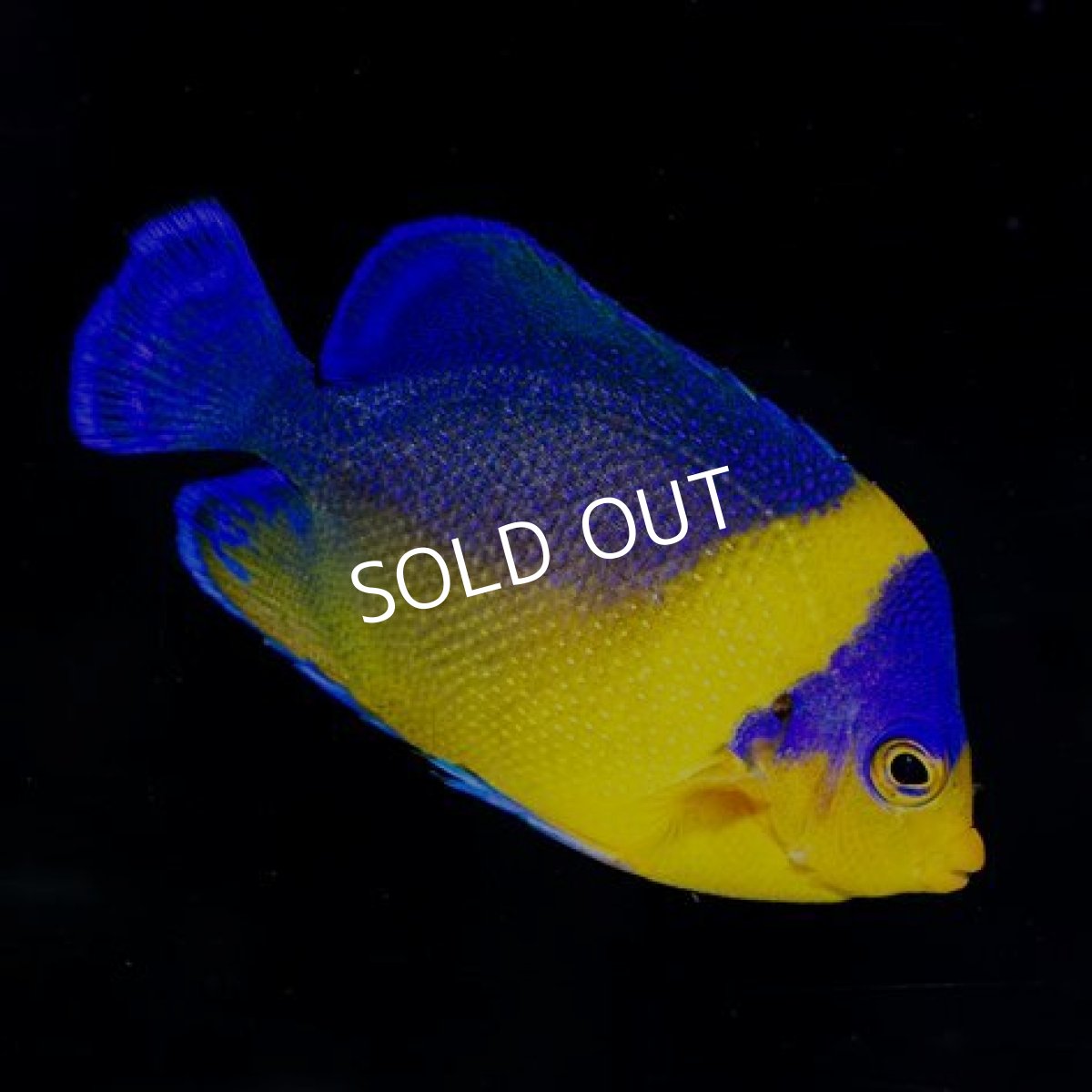 画像2: スミレヤッコ マニラ (2)