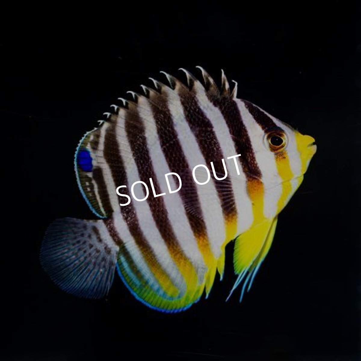 画像2: シマヤッコ マニラ (2)