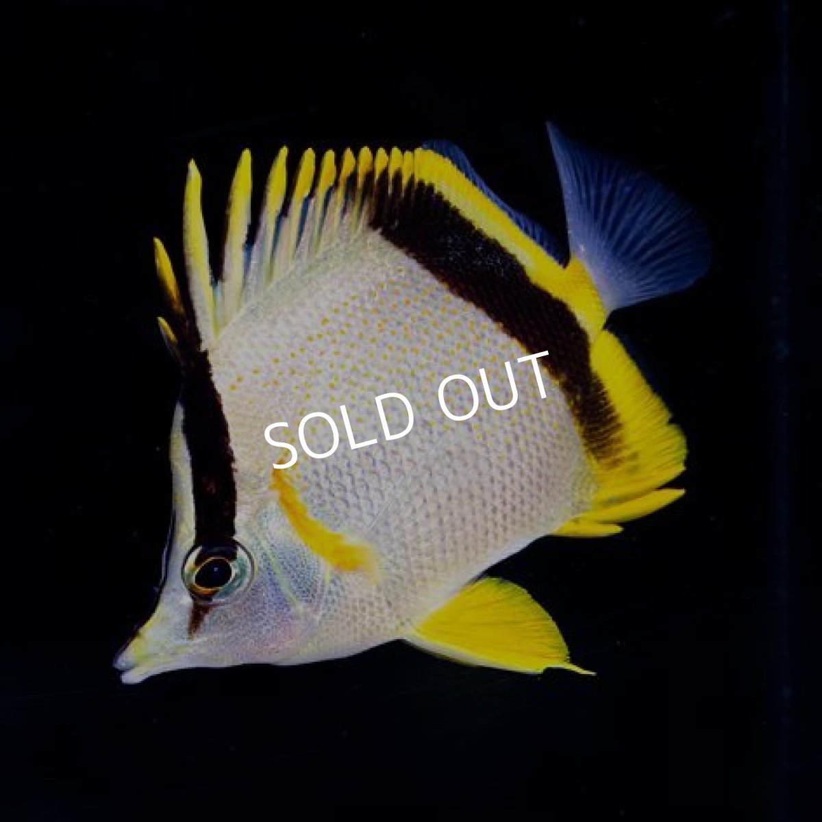 画像2: ■SALE■ マルセラバタフライフィッシュ No.1 (2)