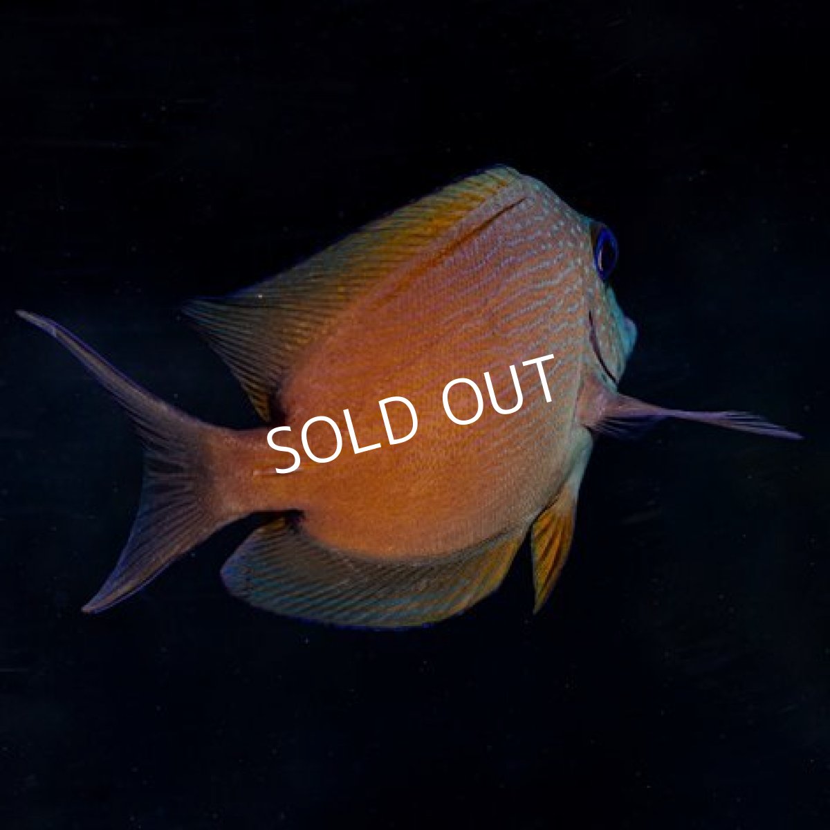 画像2: ファインスポットゴールドリングタン (2)