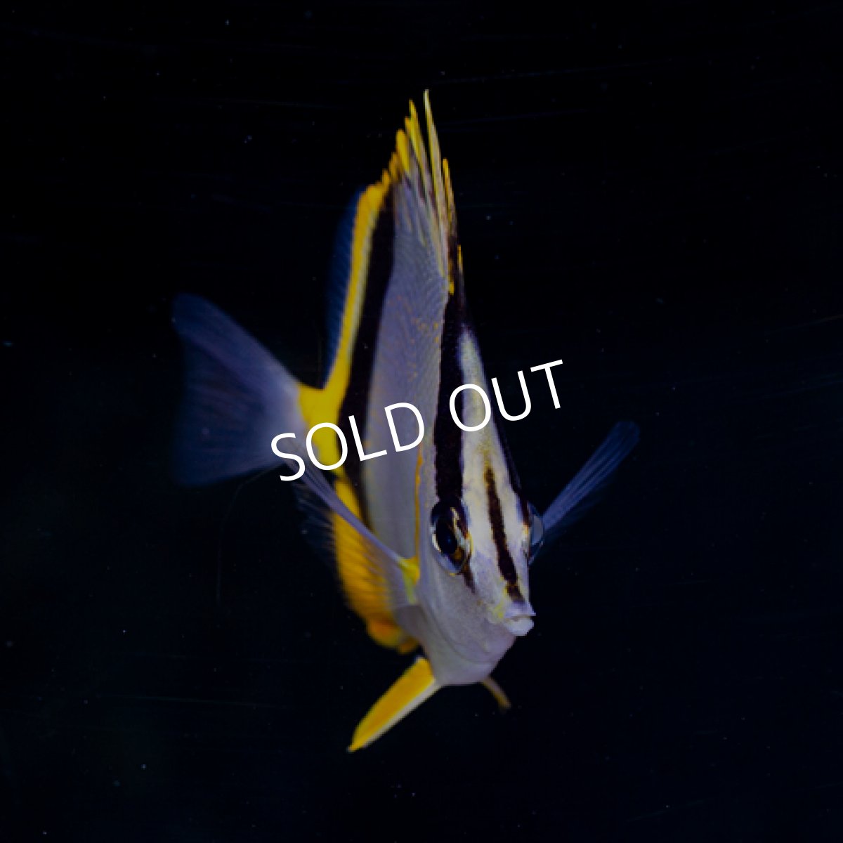 画像2: ■ＳＡＬＥ■ マルセラバタフライフィッシュ　No.2 (2)