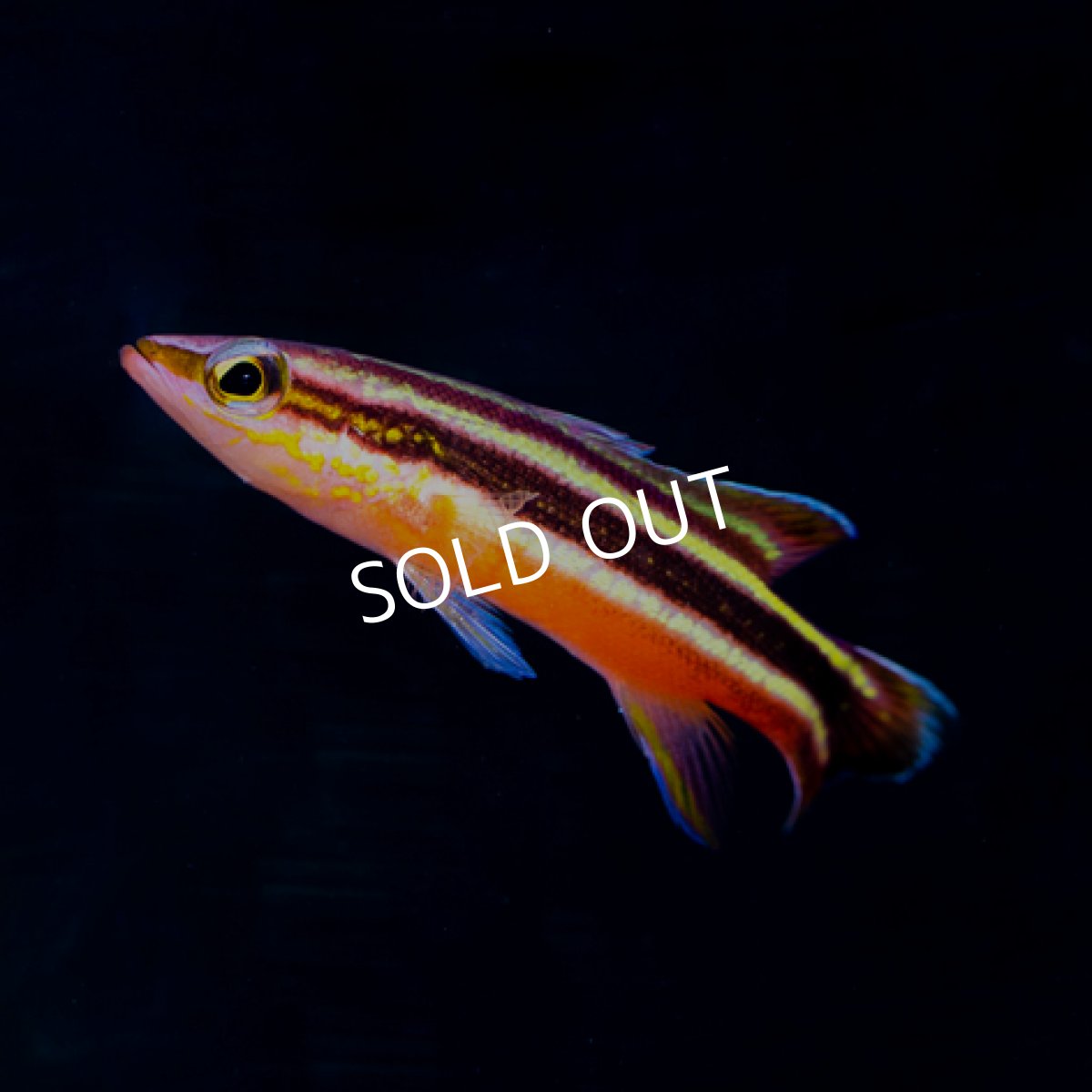 画像2: ■ＳＡＬＥ■ レインボーバスレット (2)