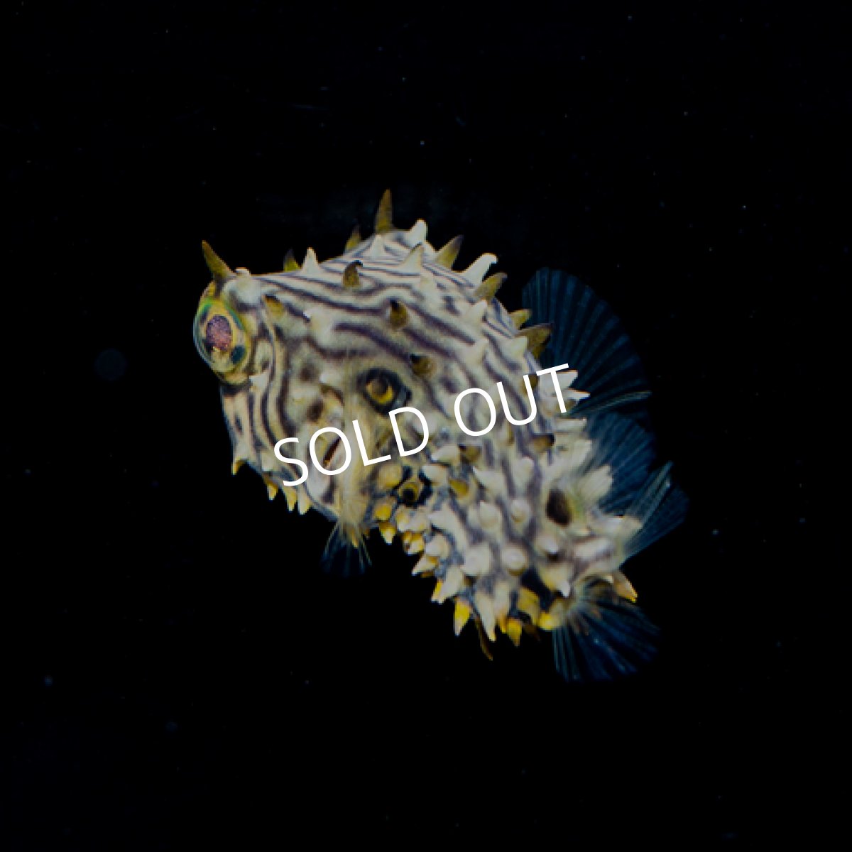 画像2: ■SALE■ストライプドバーフィッシュ S (2)