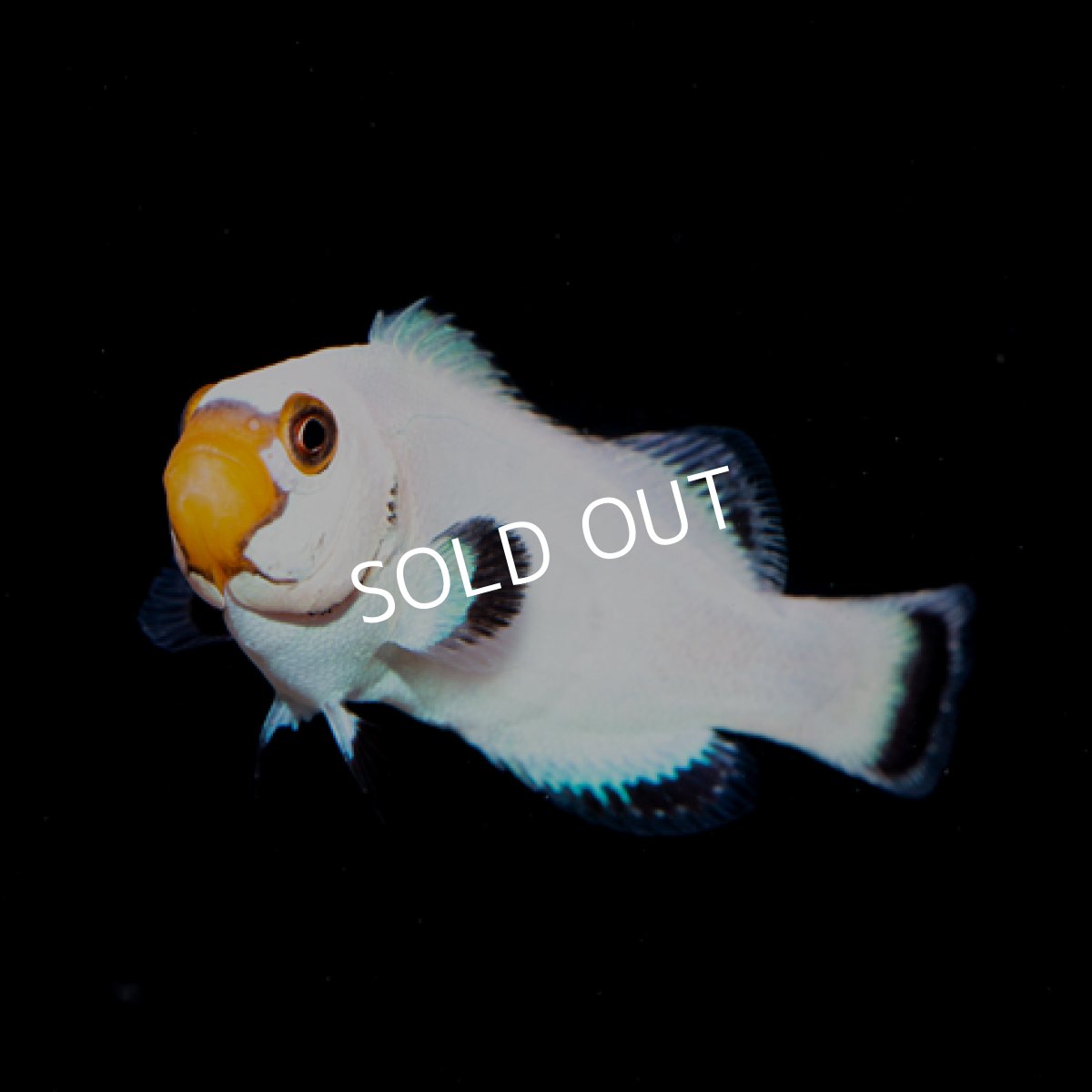 画像2: ■ＳＡＬＥ■フルーリークラウン "Flurry" 　プレミアム No.2 (2)