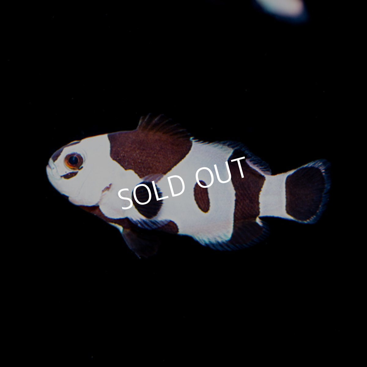 画像2: ブラックストーム"Black Storm" プレミアム No.1 (2)