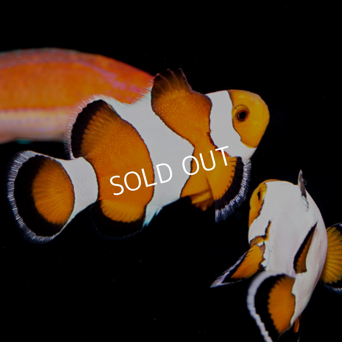 画像2: スタビー オセラリス (2)