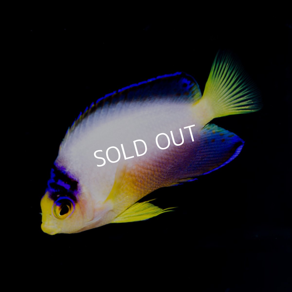 画像2: ■SALE■マルチカラーピグミーエンゼル (2)