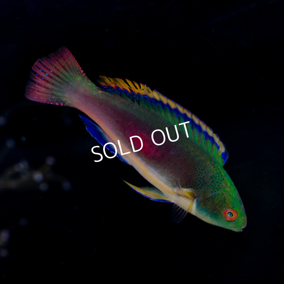 画像2: ■ＳＡＬＥ■スコットラス　フィジー　♂　No.2 (2)