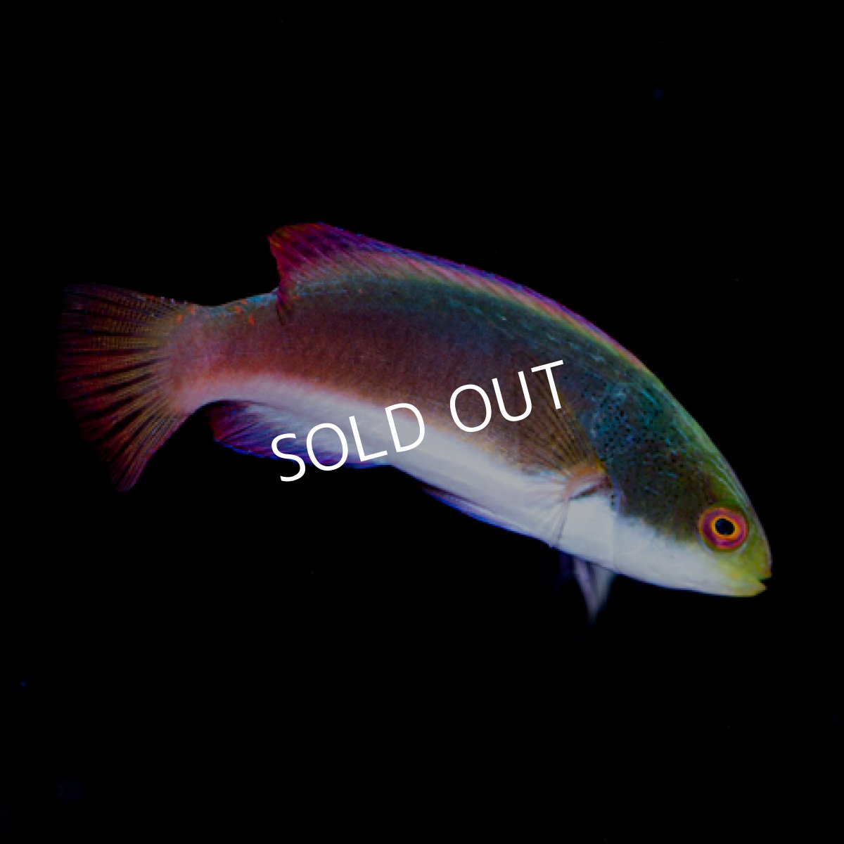 画像2: ■ＳＡＬＥ■スコットラス　フィジー　♂　No.1 (2)