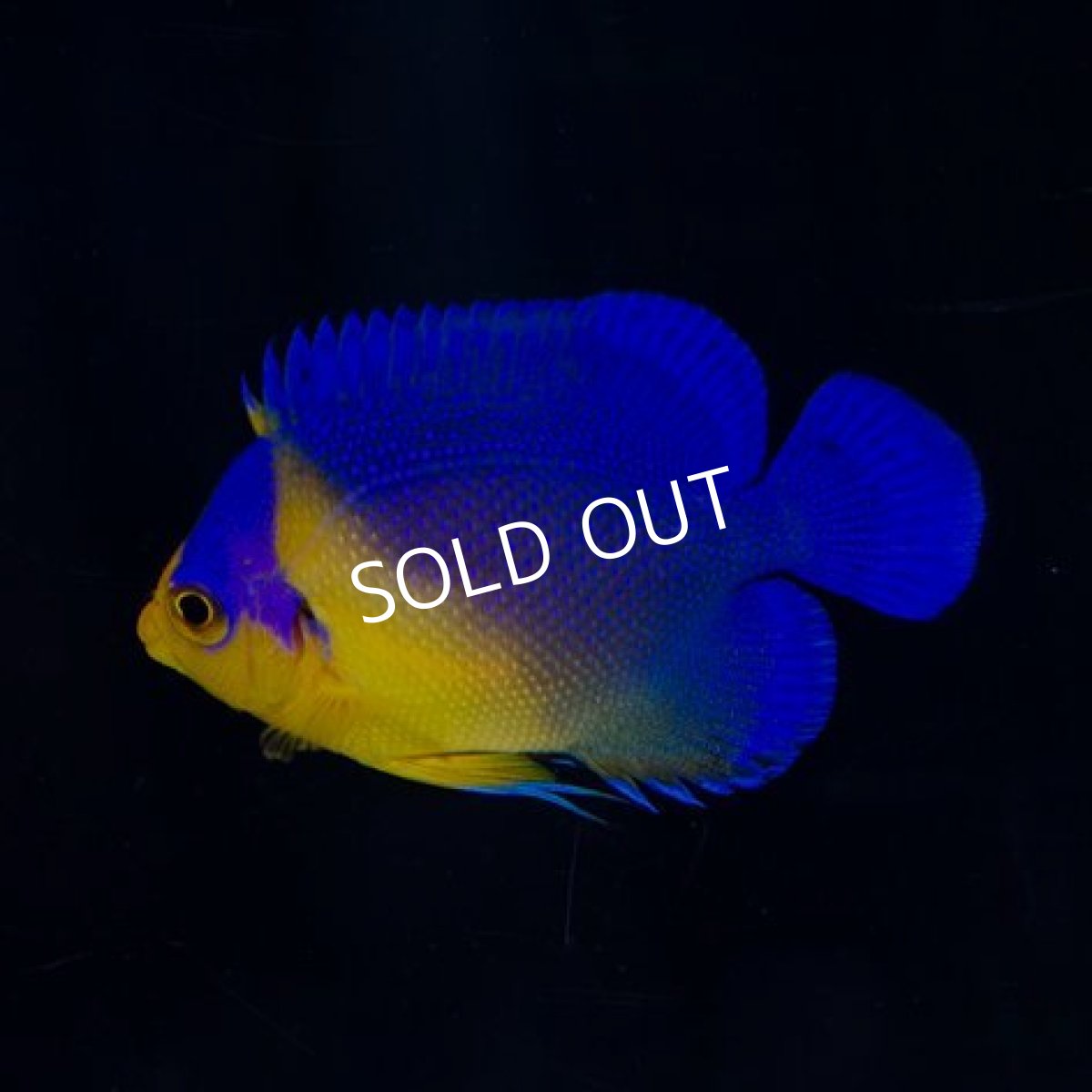 画像2: スミレヤッコ SM 八重山産 (2)