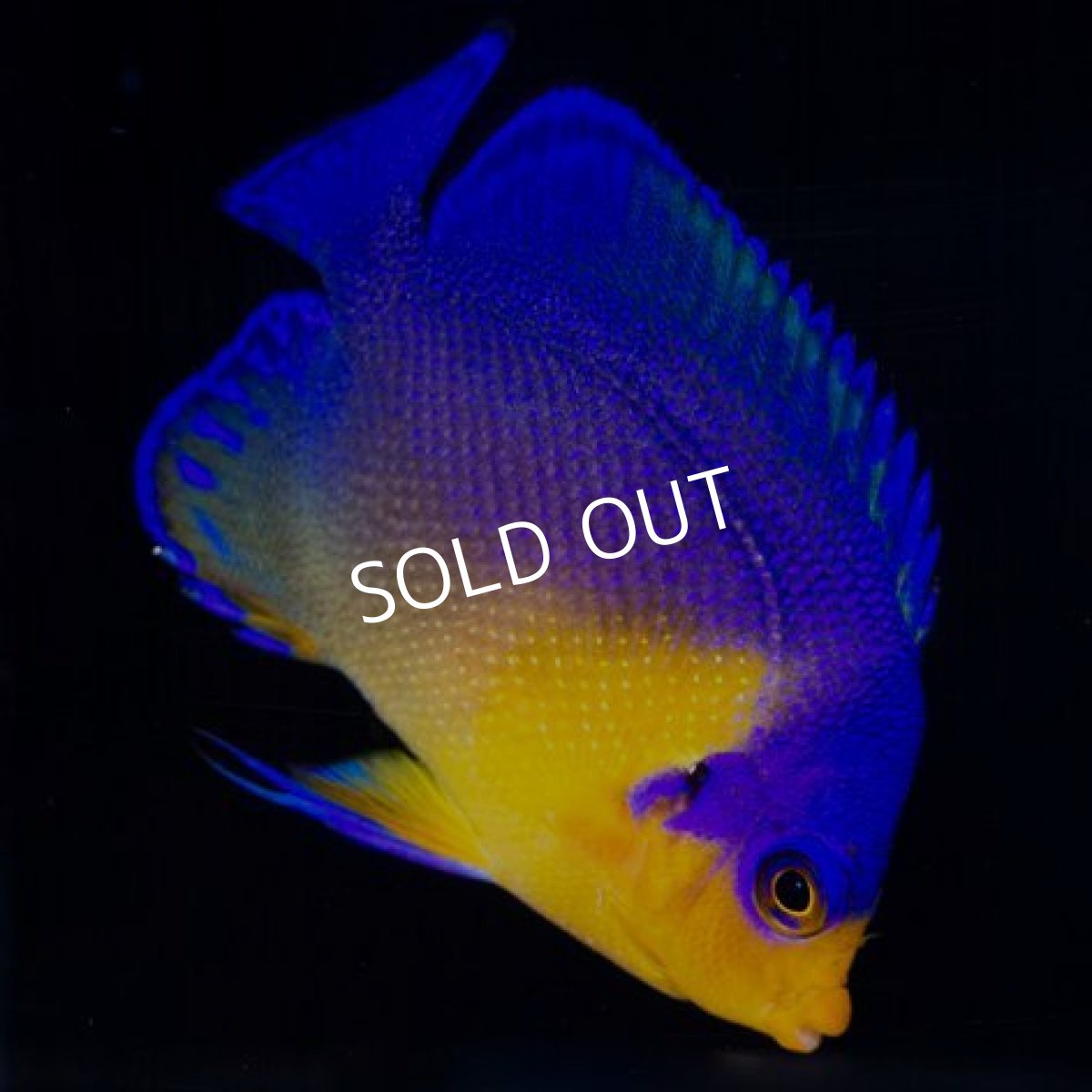 画像2: スミレヤッコ M 八重山産 (2)