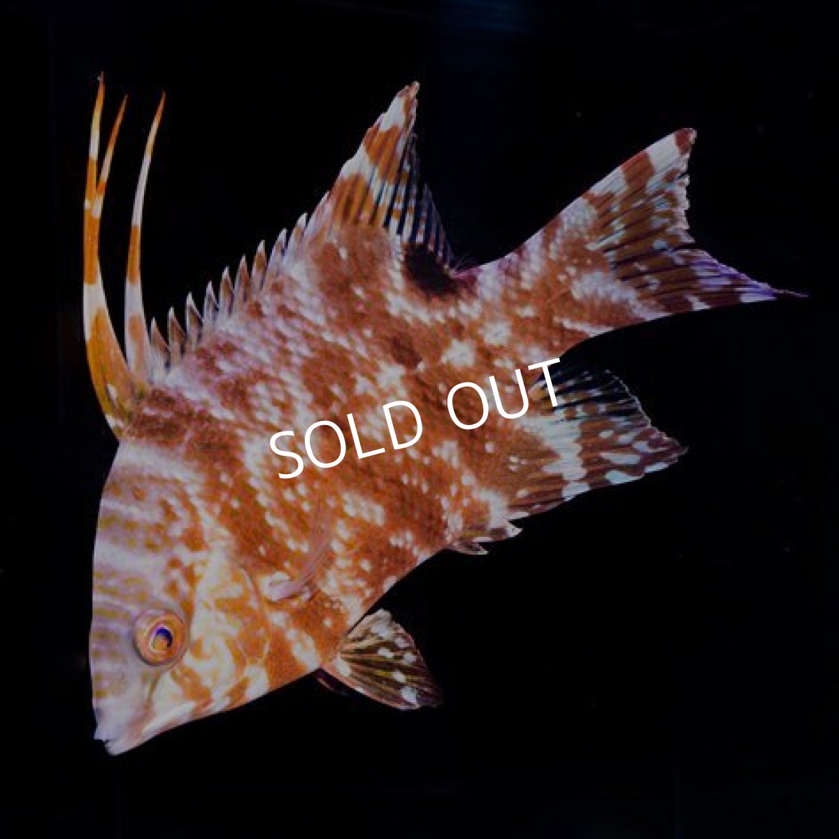 画像2: ■SALE■ホグフィッシュ ベリーズ (2)