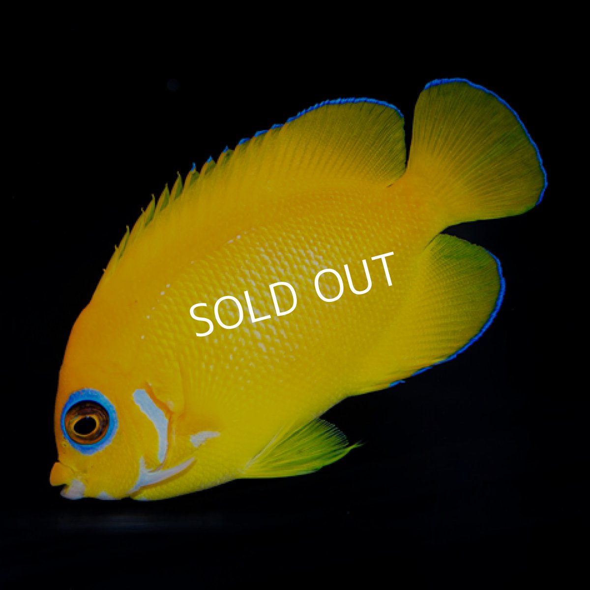 画像2: ■SALE■レモンピールエンゼル No.2 (2)