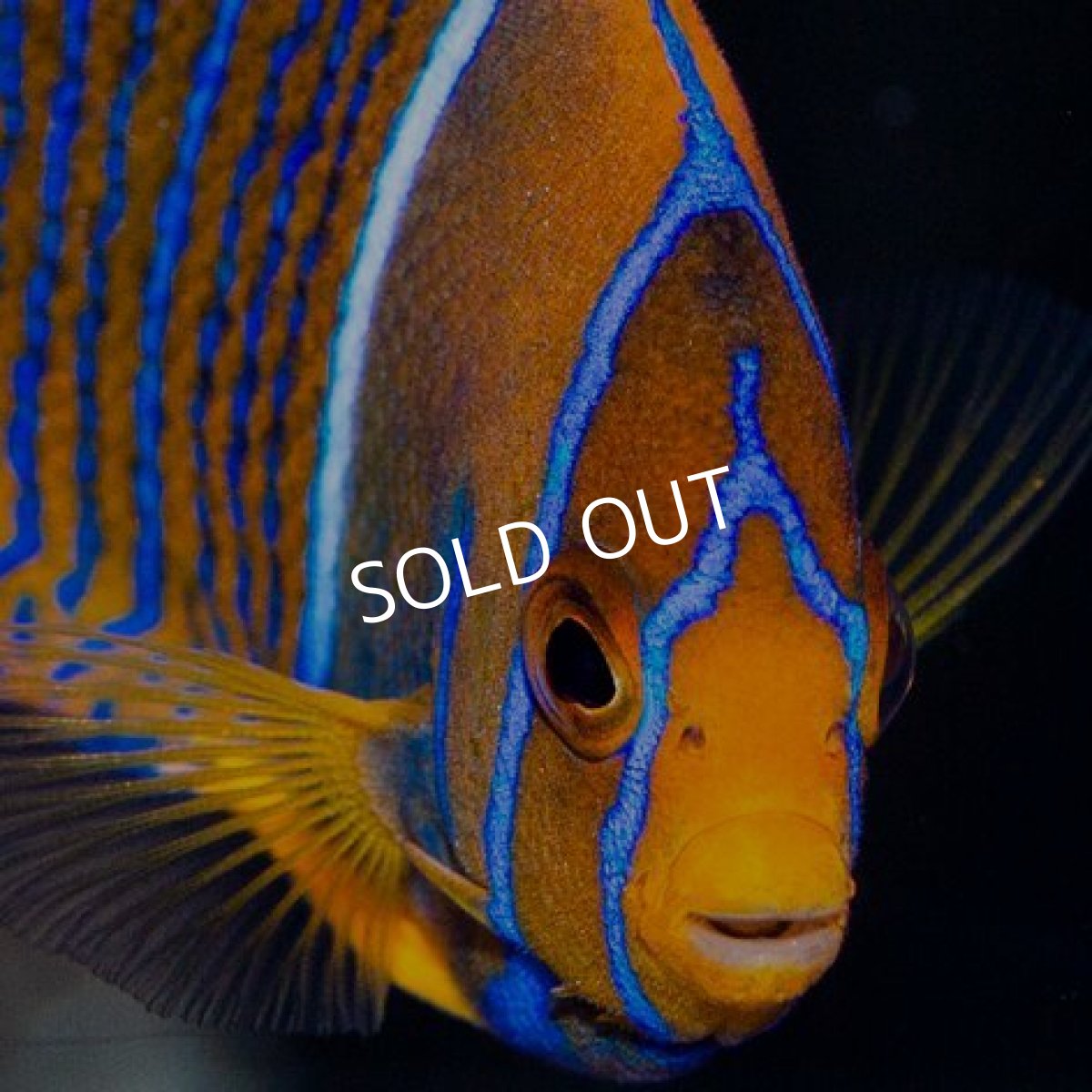 画像3: ■SALE■ パッサーエンゼル MS (3)