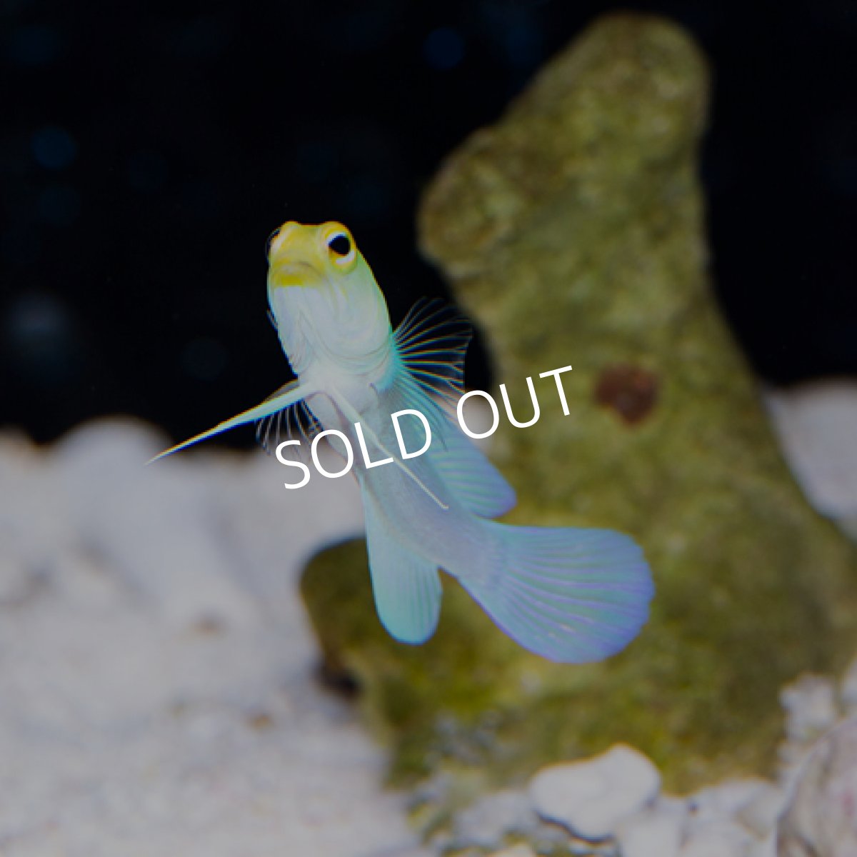 画像3: ■SALE■ イエローヘッドジョーフイッシュ MS (3)