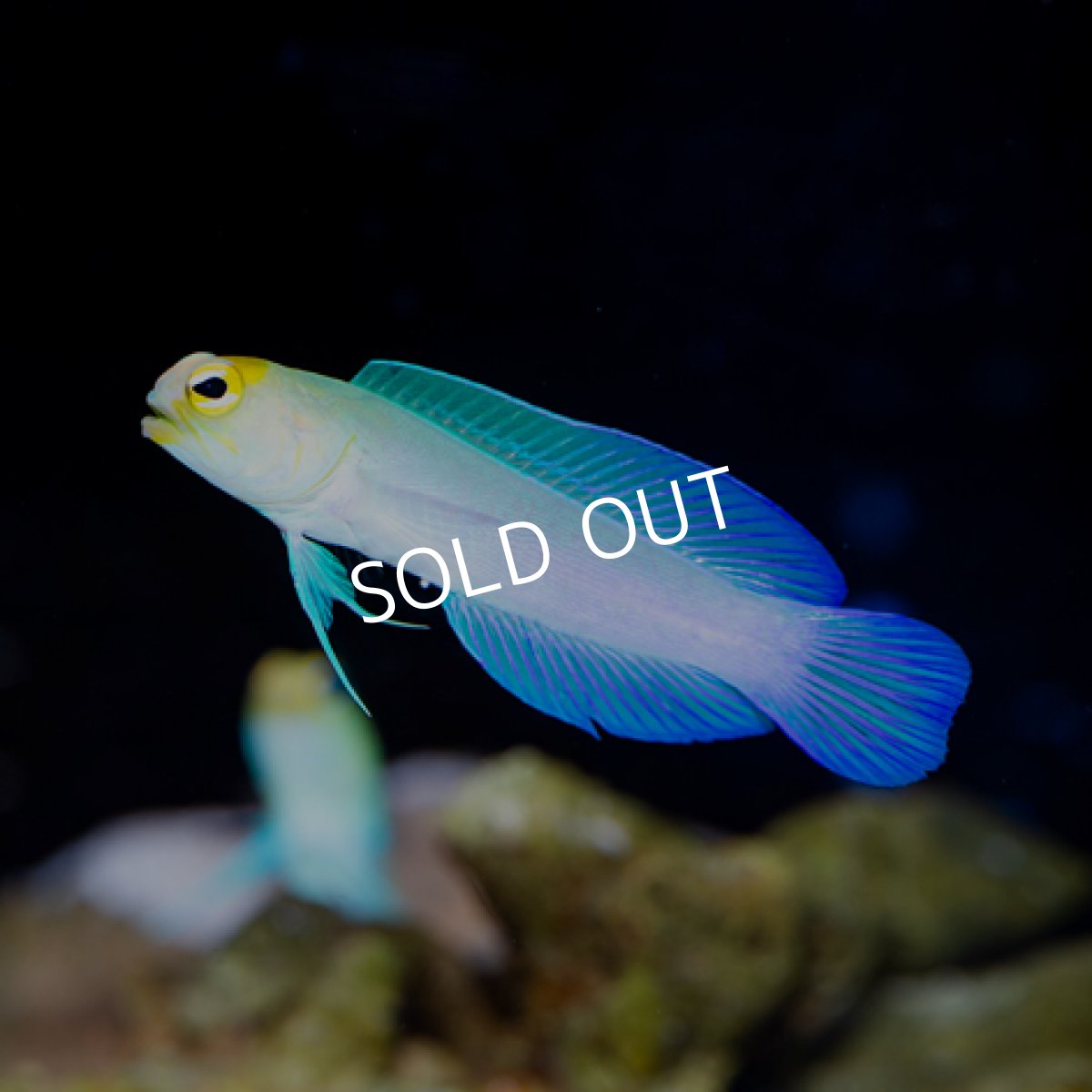 画像2: ■SALE■ イエローヘッドジョーフイッシュ L No.1 (2)