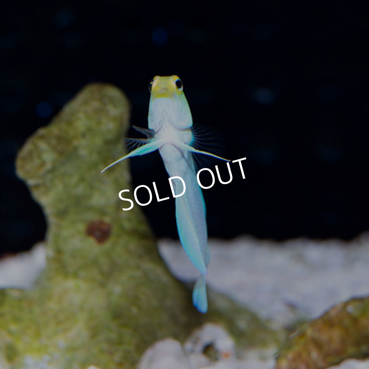 画像2: ■SALE■ イエローヘッドジョーフイッシュ MS (2)