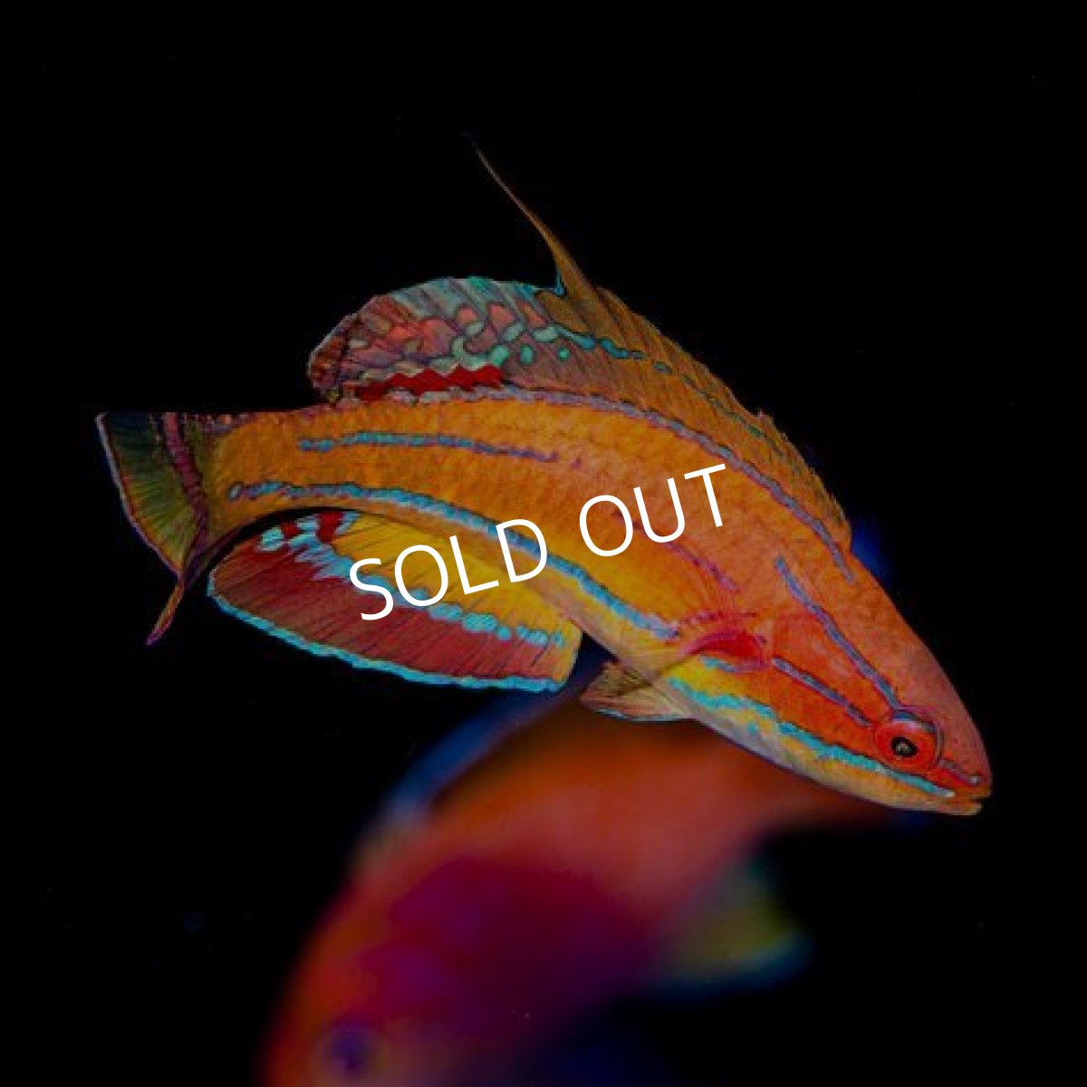 画像2: ■SALE■マッコスカーズラス ♂ (2)