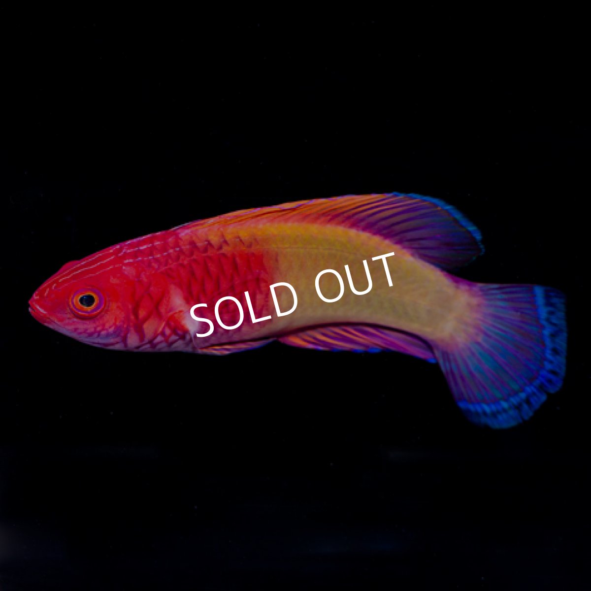 画像2: ■SALE■ パープルフェアリーラス (2)