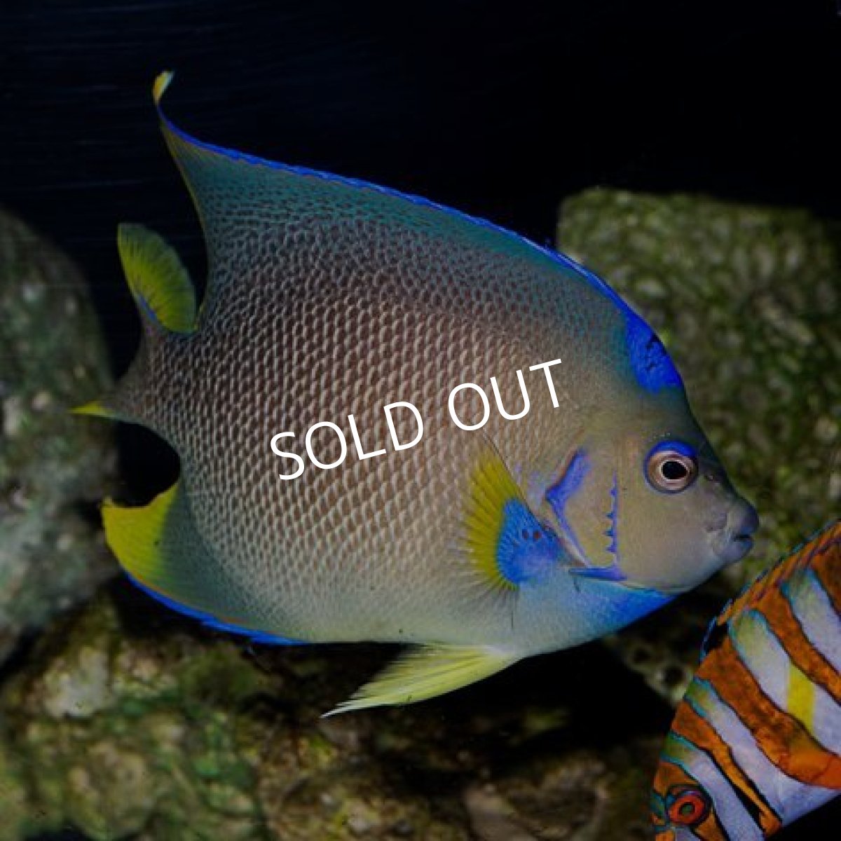 画像3: ブルーエンゼル カリブ (3)