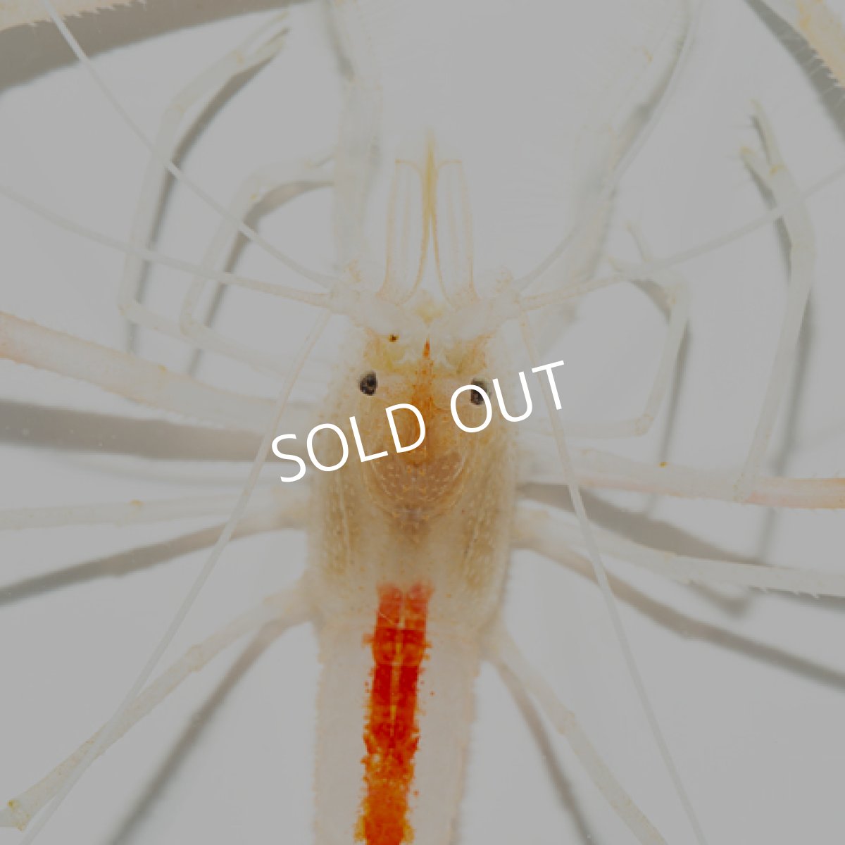 画像2: クメジマオトヒメエビ (2)