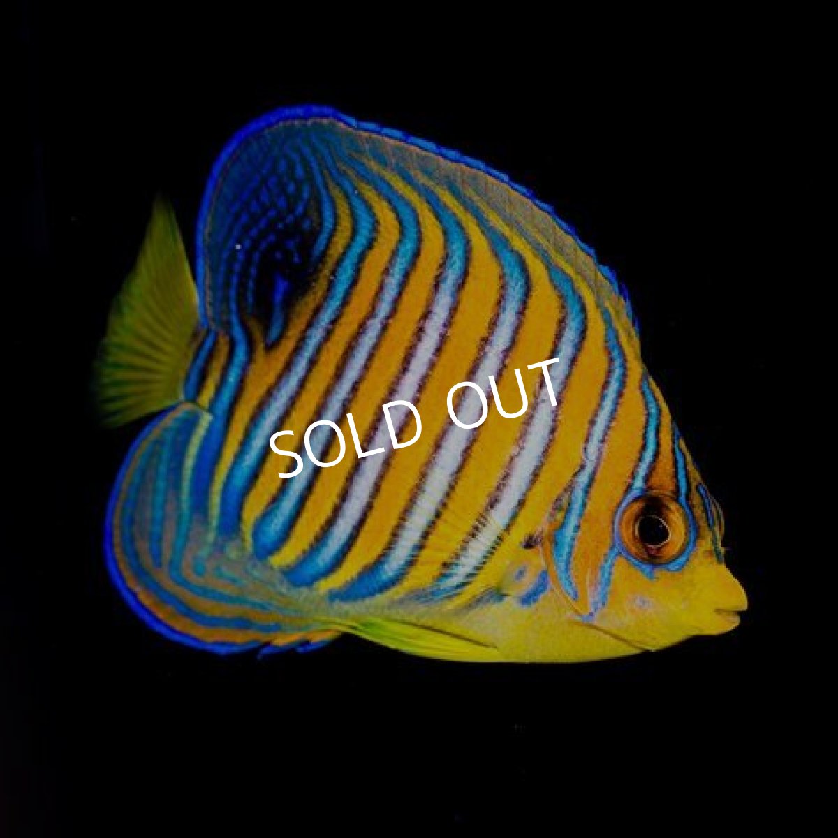 画像2: ■ＳＡＬＥ■　インドニシキヤッコ　モルジブ (2)