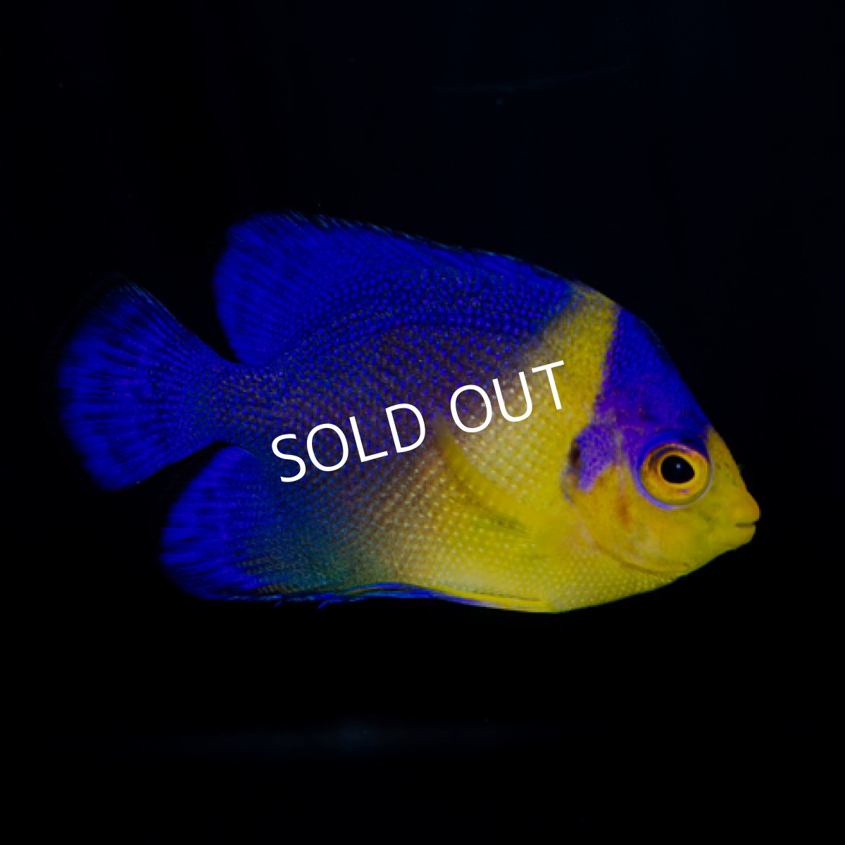 画像2: スミレヤッコ S マニラ (2)