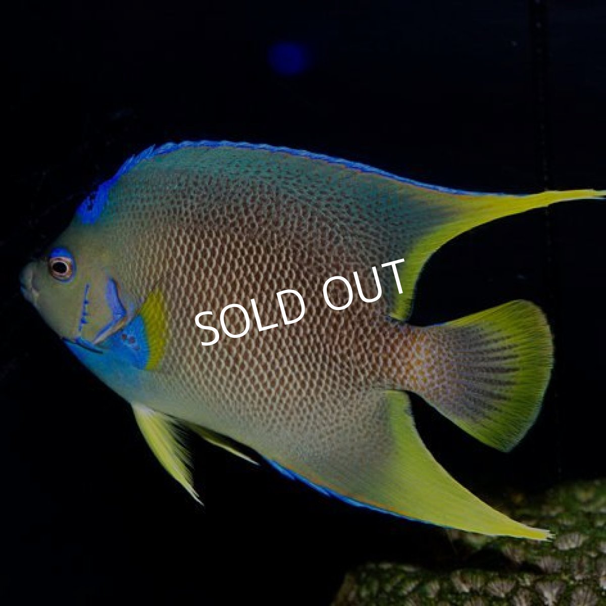 画像2: ブルーエンゼル カリブ (2)