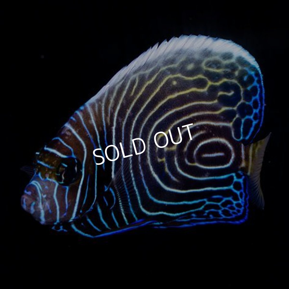 画像3: タテジマキンチャクダイ 幼魚 インド洋 (3)