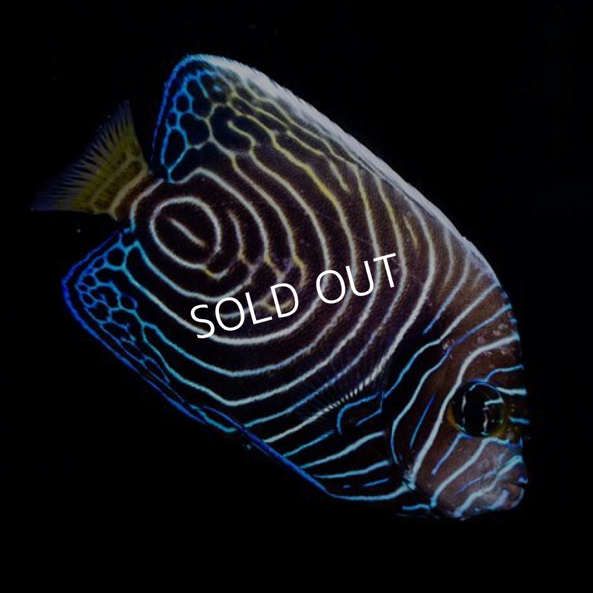 画像4: タテジマキンチャクダイ 幼魚 インド洋 (4)