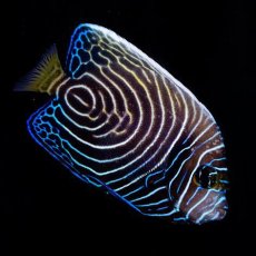 画像4: タテジマキンチャクダイ　幼魚　インド洋 (4)