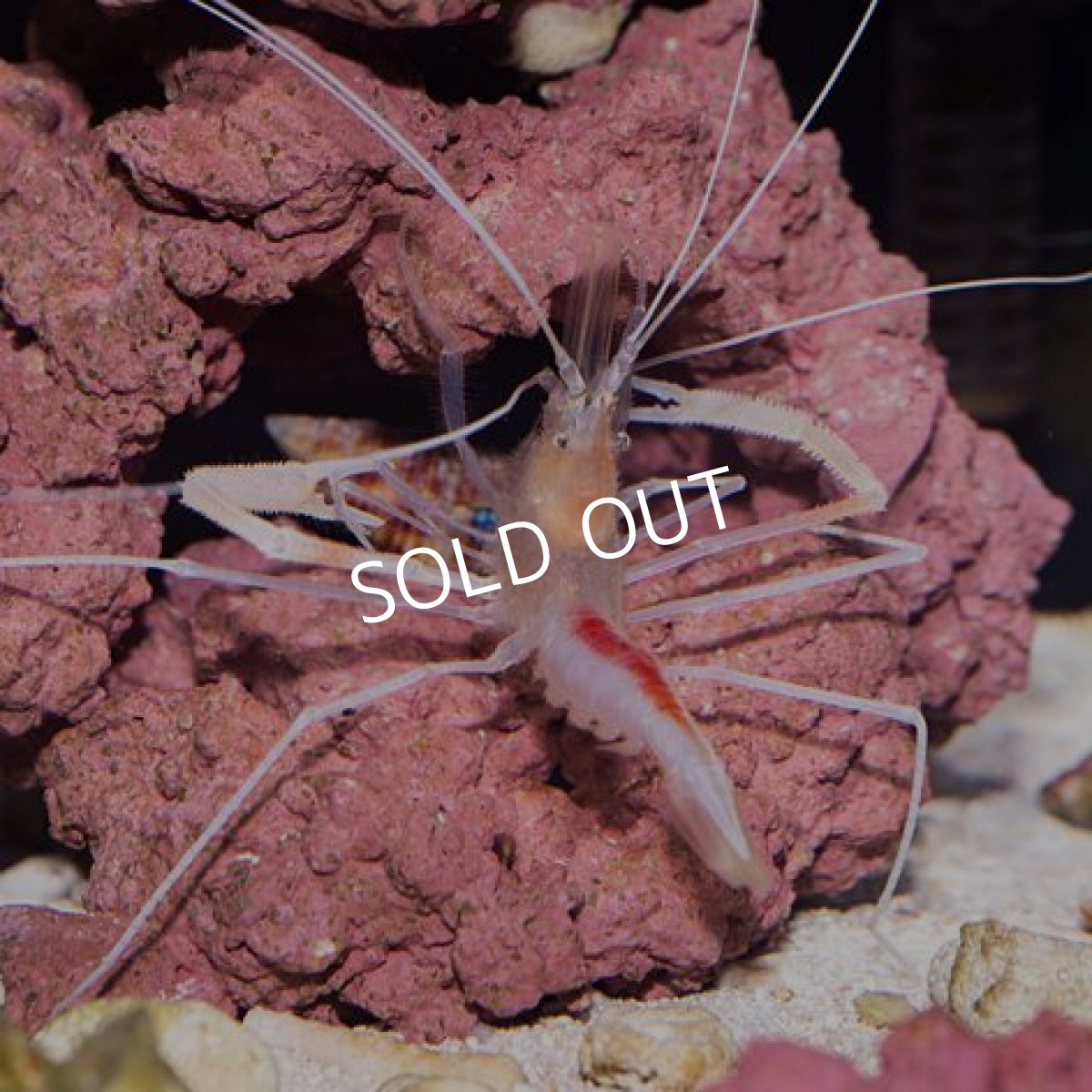 画像3: クメジマオトヒメエビ (3)