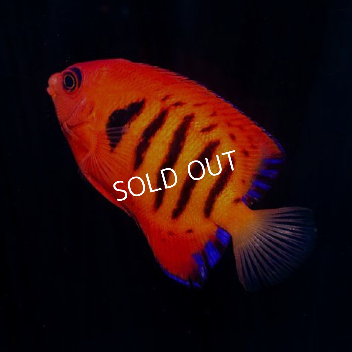 画像2: ■SALE■ フレームエンゼル (2)