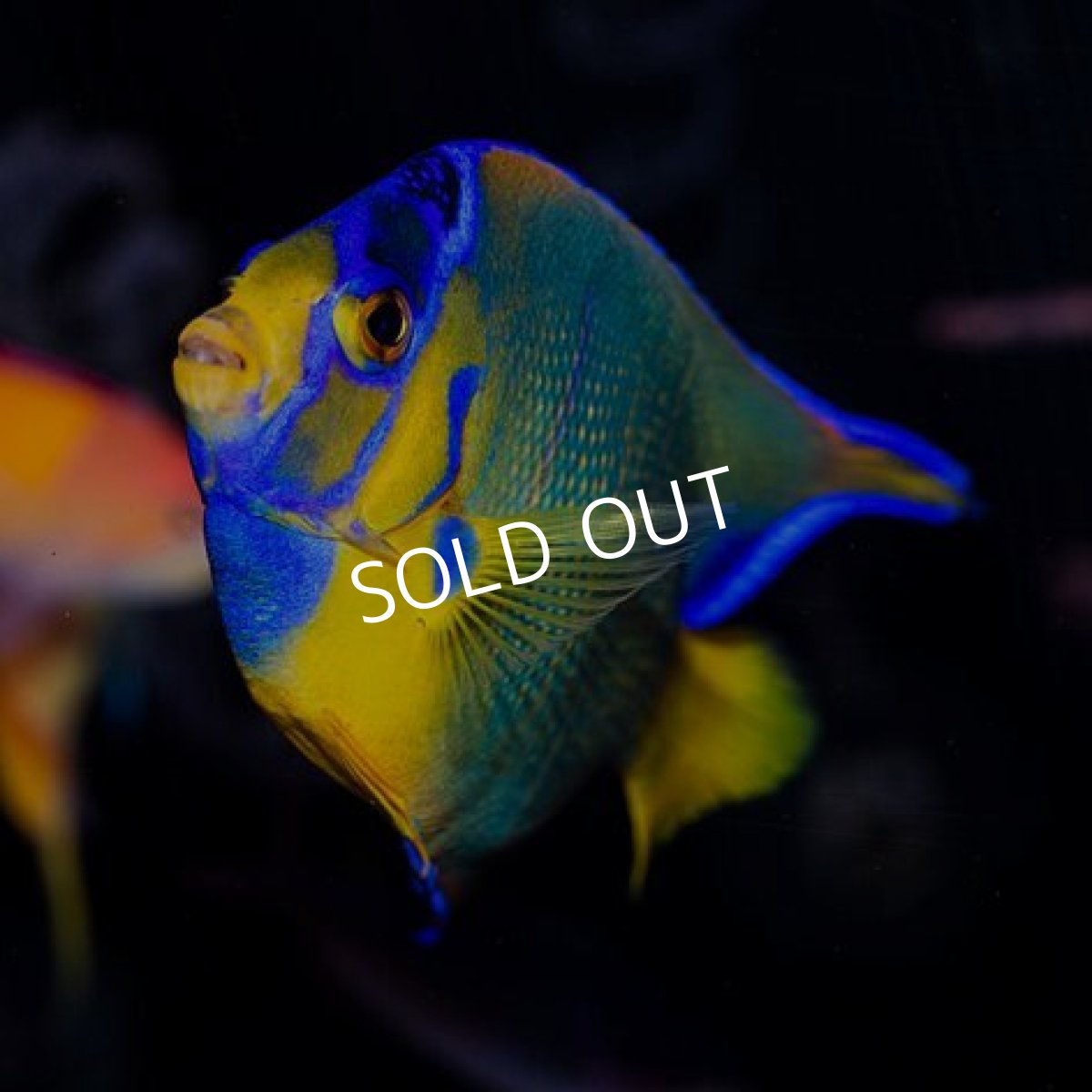 画像3: クイーンエンゼル ML カリブ (3)