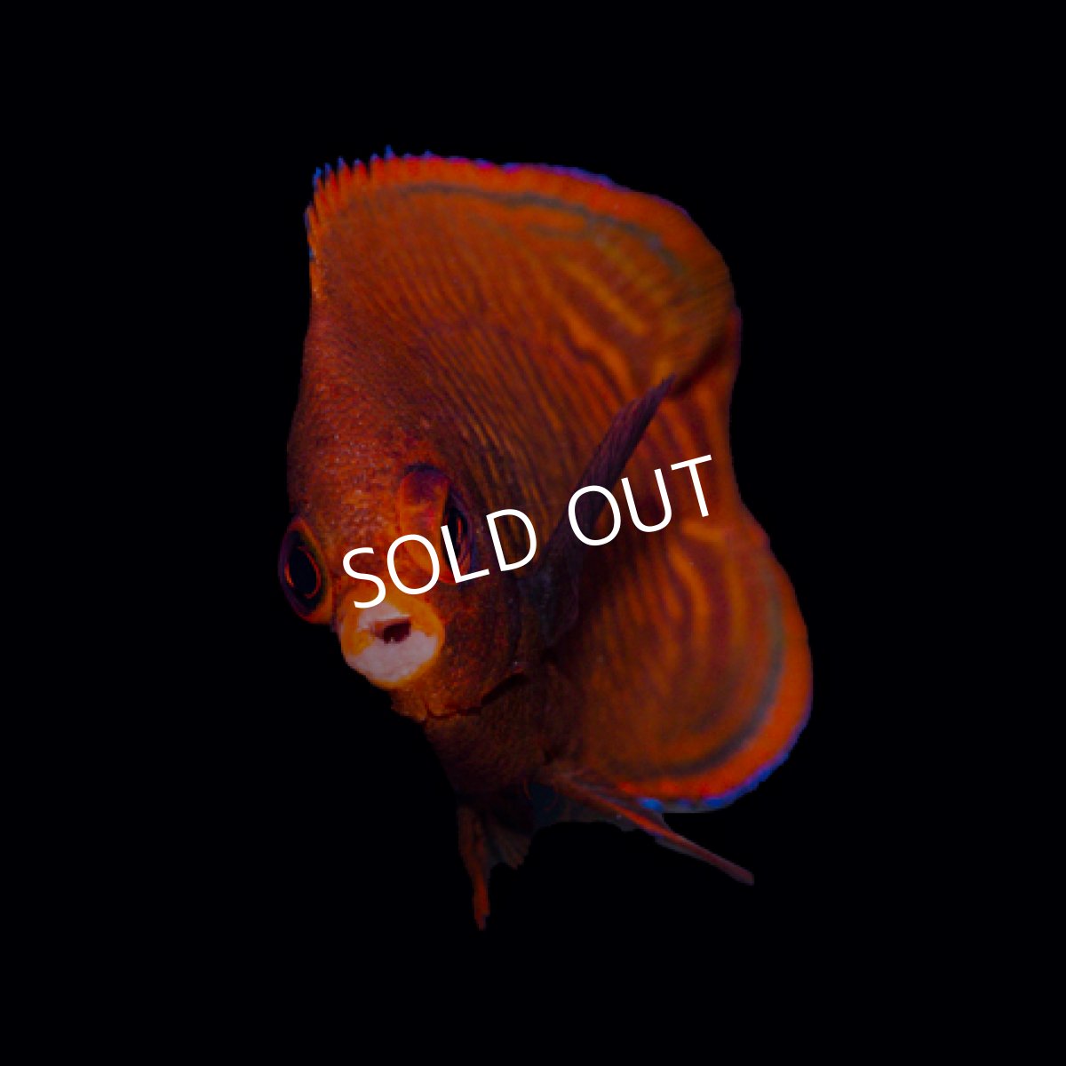 画像2: ゴールデンエンゼル (2)