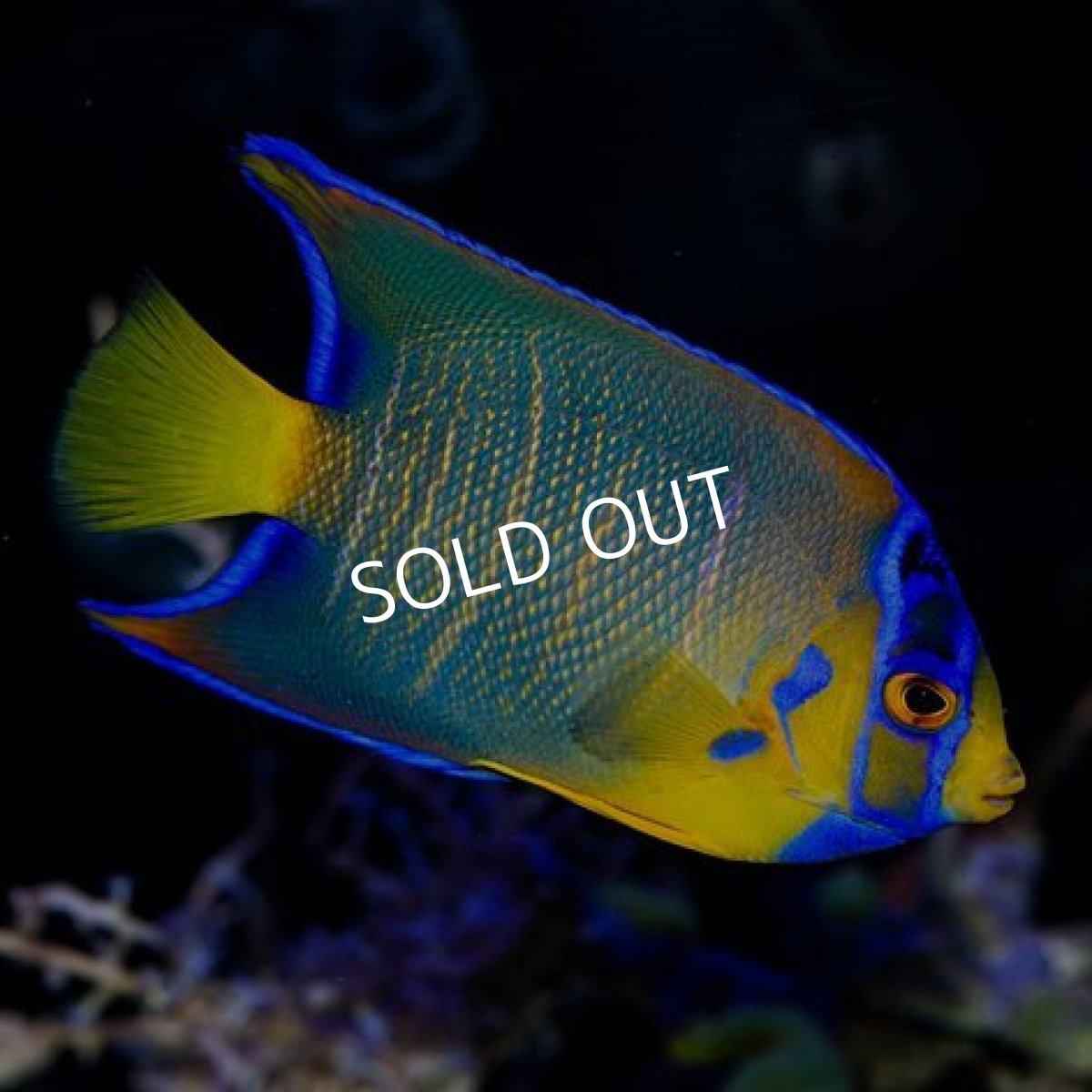 画像2: クイーンエンゼル ML カリブ (2)