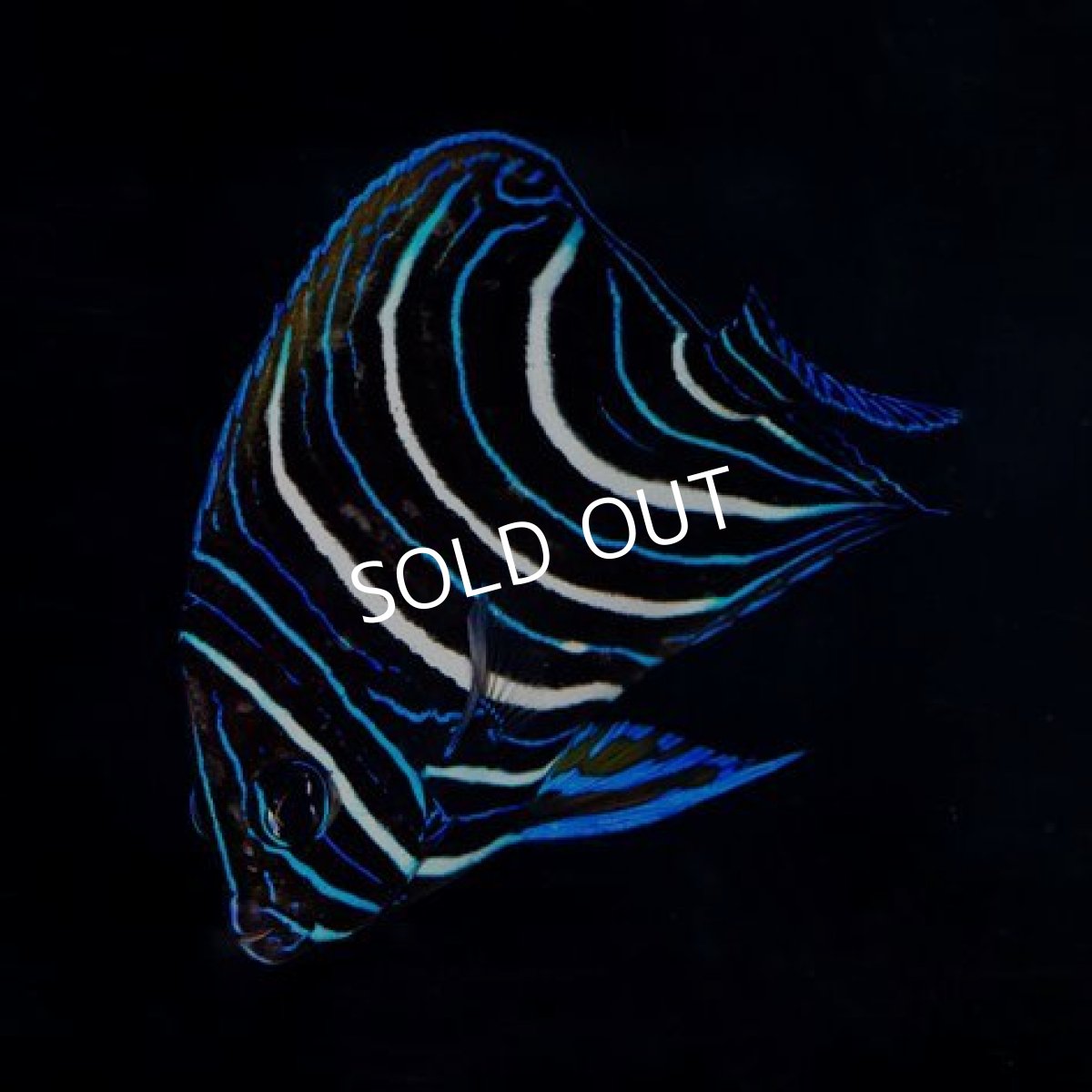 画像2: サザナミヤッコ　東アフリカ (2)