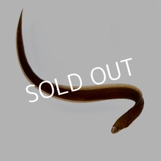 ウツボ＆カサゴ - 海水魚専門店 ceppo onlinestore