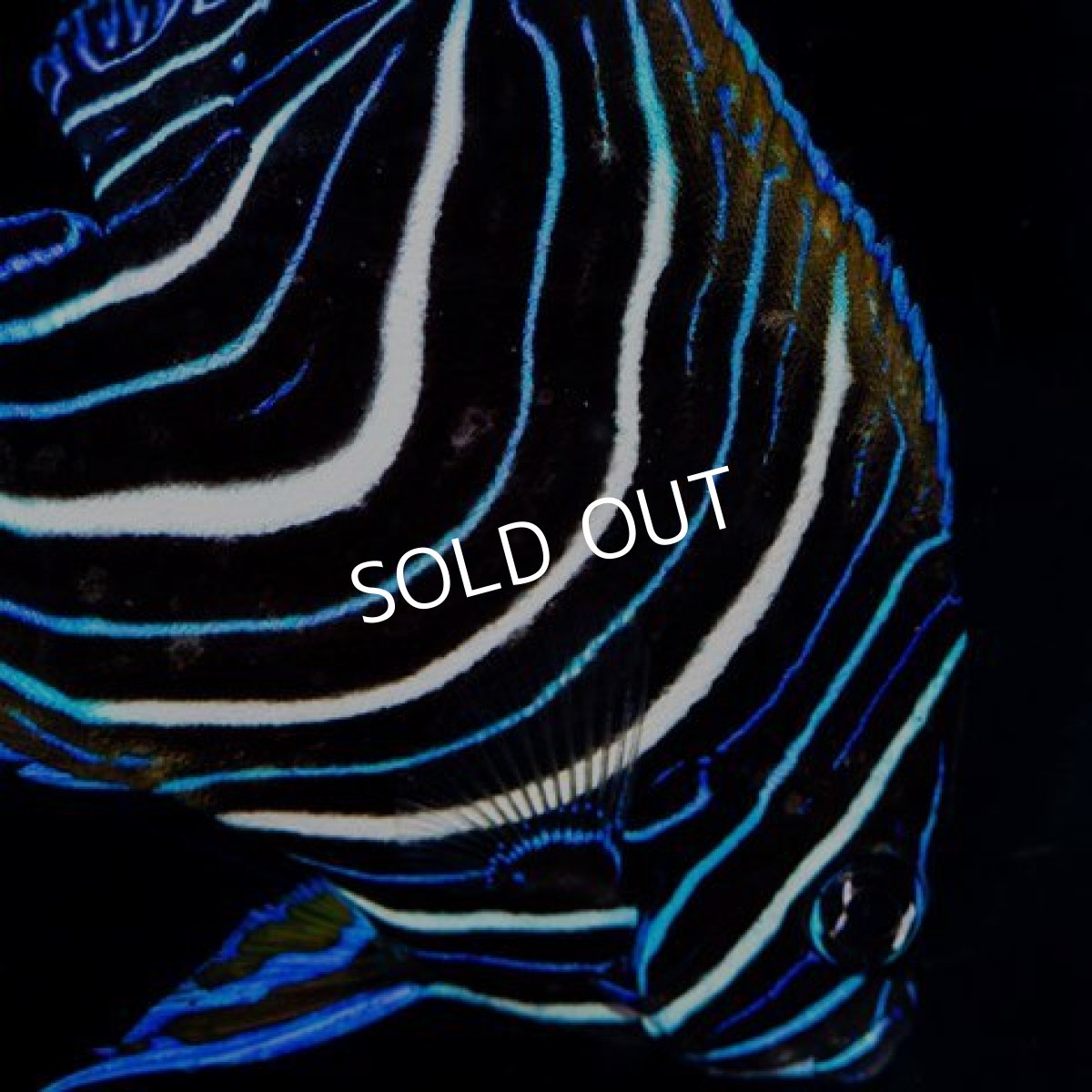 画像3: サザナミヤッコ　東アフリカ (3)