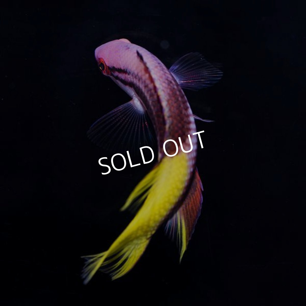 画像3: ■ＳＡＬＥ■　キューバンホグフィッシュ (3)