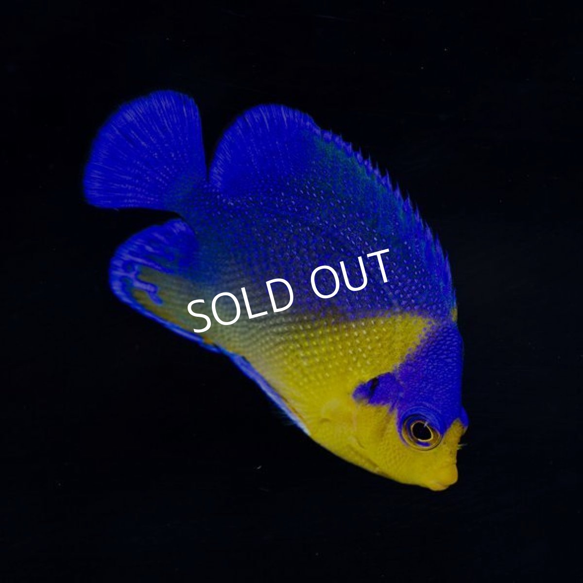 画像2: スミレヤッコ M 八重山産 (2)